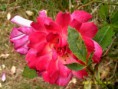 /album/flower-pictures/dscf0256-jpg/